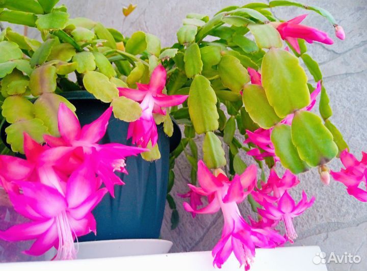 Декабрист, рождественник