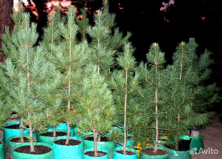 Саженцы: сосна, ель, пихта, кедр