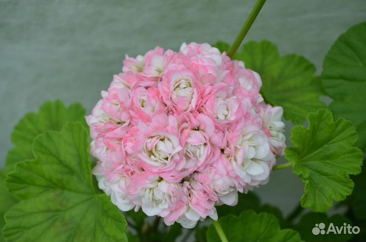 Фикус, Пеларгония и