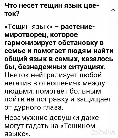 Цветы комнатные Сансевиерия