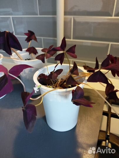 Кислица оксалис