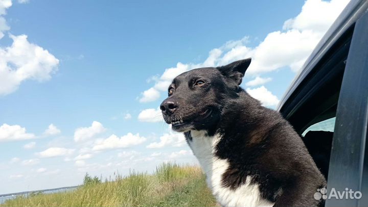 Перевозка животных (кошки, собаки)(зоотакси)