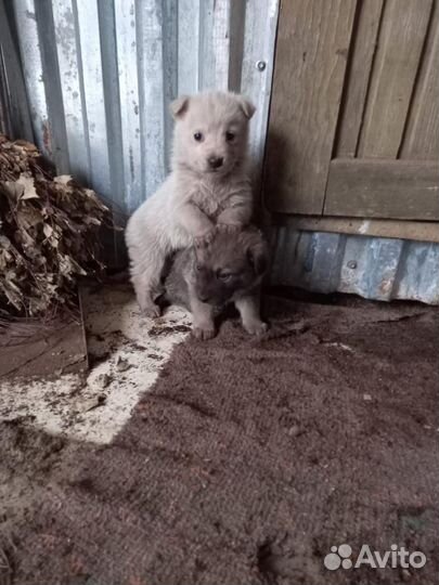 Щенки