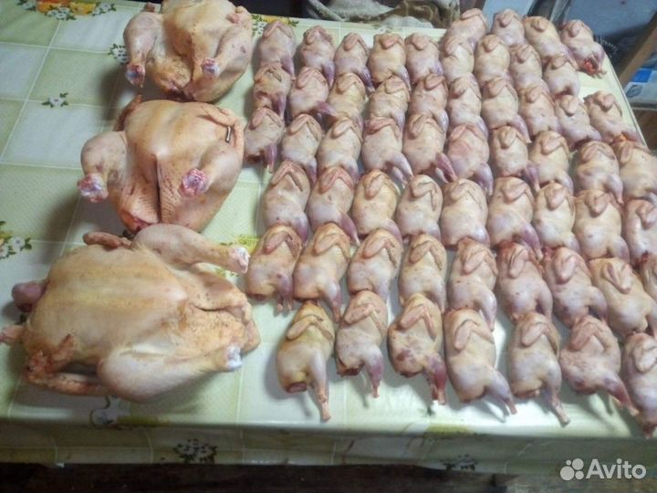 Яйца перепелиные