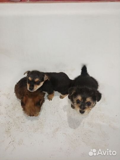 Собака маленькая порода