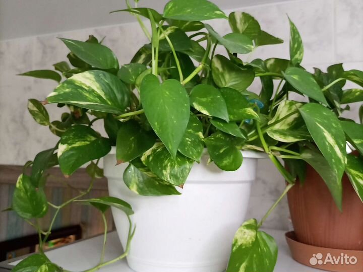 Сциндапсус золотистый