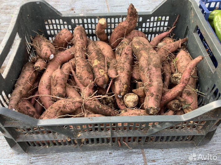 Рассада батата