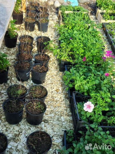 Декор для сада и огорода