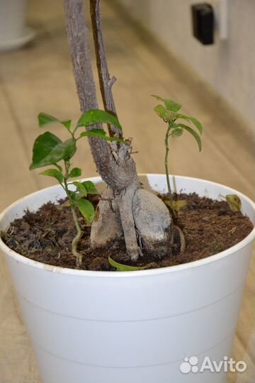 Фикус Бансай