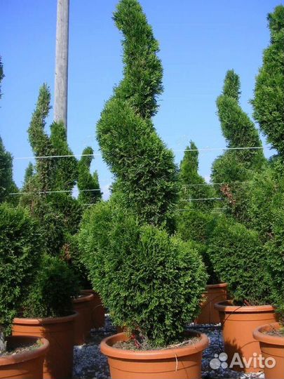 Туя западная Смарагд спираль 150/175 Thuja occiden
