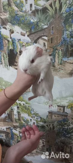 Морские свинки