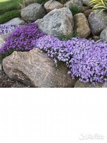 Флоксы Шиловидные Многолетние