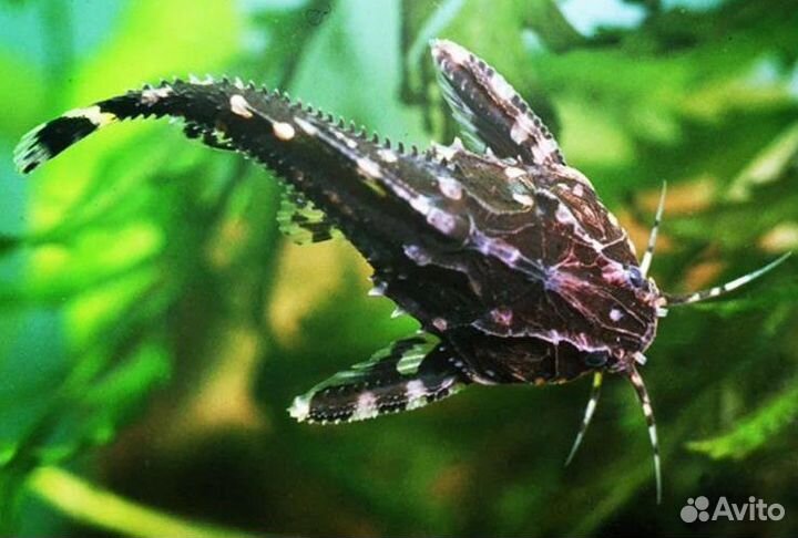 Аквариумы 109 72л сомы, палюдариум мостик черепахи