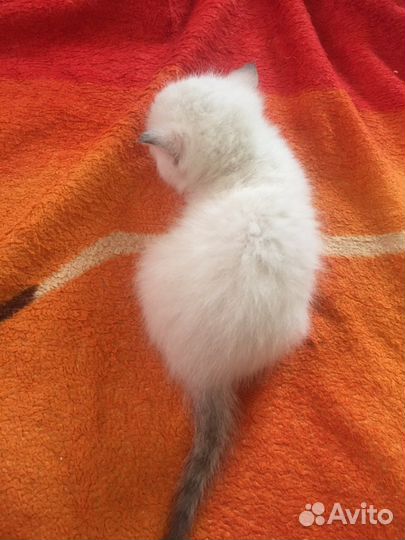 Котенок зефир