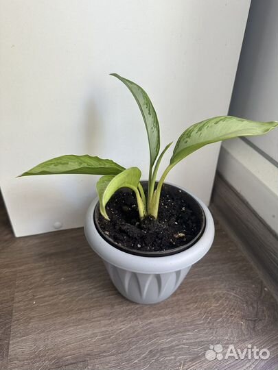 Аглаонема сильвер бей детки