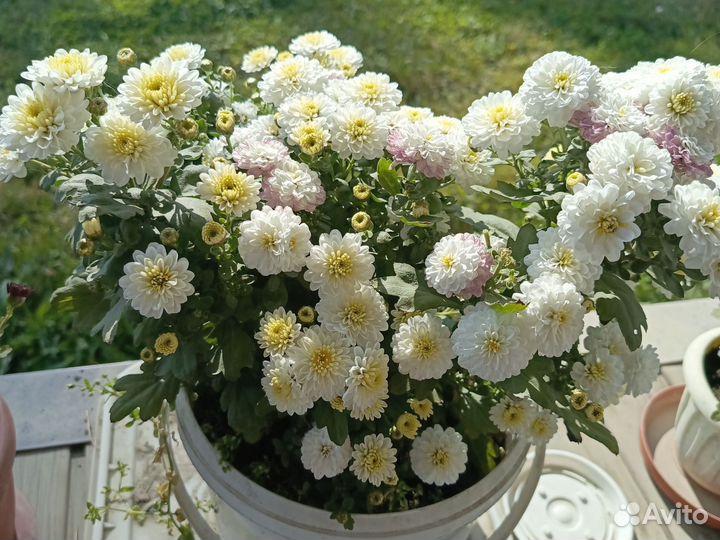 Хризантемы мультифлора