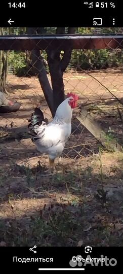 Куры петухи