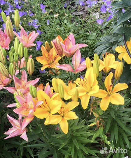 Лилии луковицы