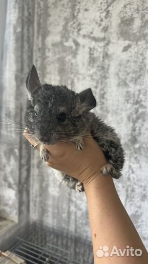 Шиншилла мальчик