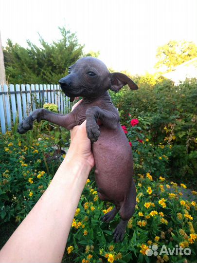 Щенки в добрые руки