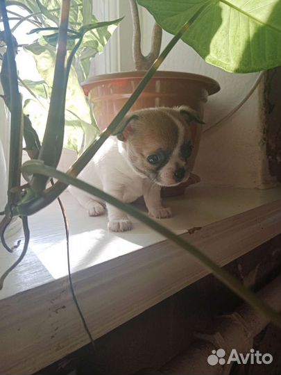 Щенки чихуахуа мини мальчик
