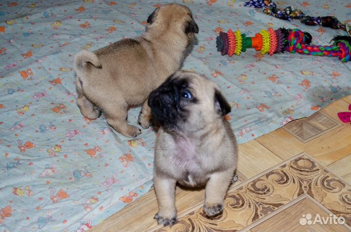 Щенки мопса