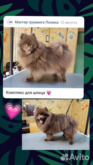 Груминг собак и кошек