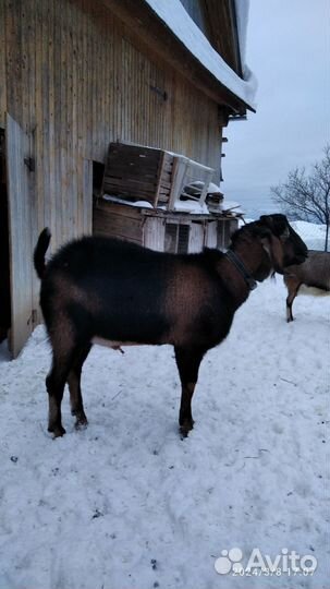 Нубийский козел