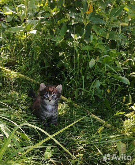 Котята в дар