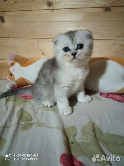 Шотландские прямоухие и вислоухие котята девочки