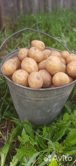 Картофель (свежий урожай)