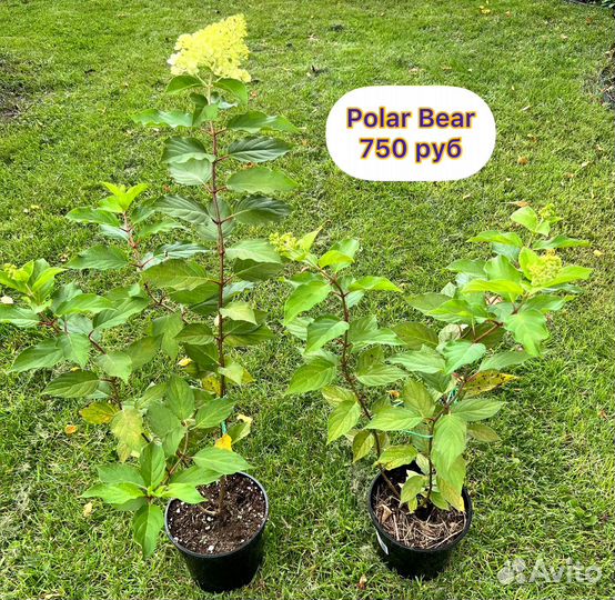 Гортензия метельчатая