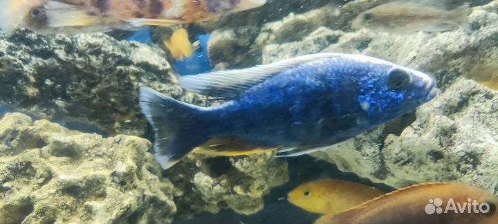 Хаплохромис васильковый