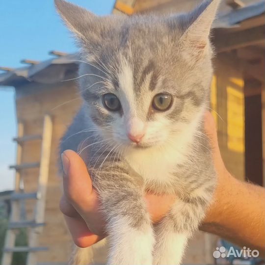 Котенок ищет дом