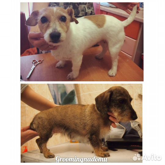Грумер, стрижка и тримминг собак с выездом на дом