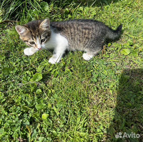 Котята в добрые руки бесплатно
