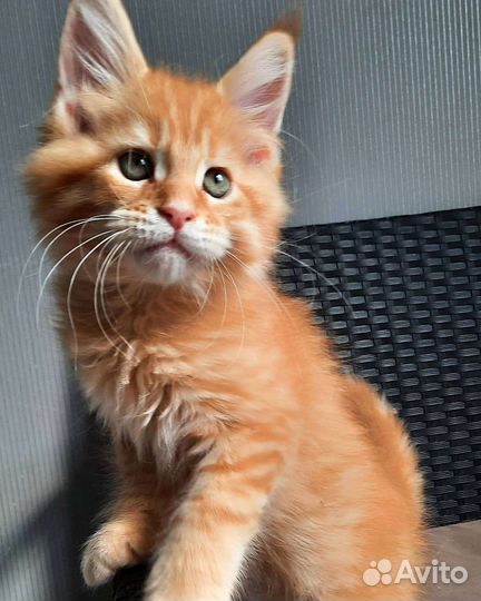 Котята мейн-кун