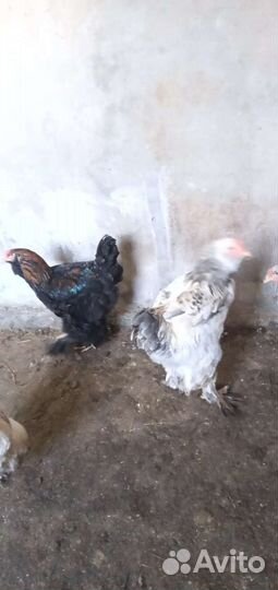 Петухи Брама