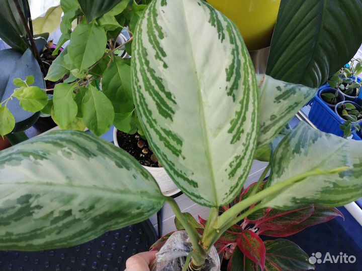 Аглаонема Silver bay Филодендрон Gigantum var