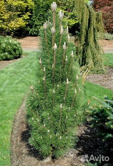 Сосна чёрнаяGreen Tower, с3(25-30 см)