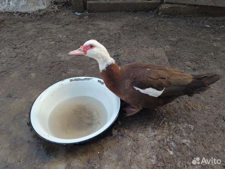 Мускусные утки. для разведения