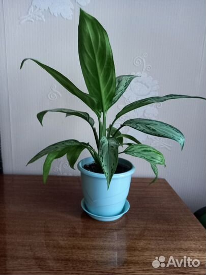 Аглаонема Сильвер квин