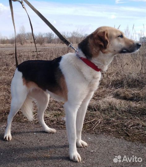 Собаки бесплатно в добрые руки
