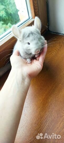 Шиншилла гомобежевый фиолет бархат