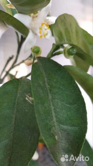 Саженцы лимона мандарин апельсина грейпфрута