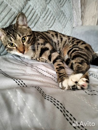 Кот метис в добрые руки