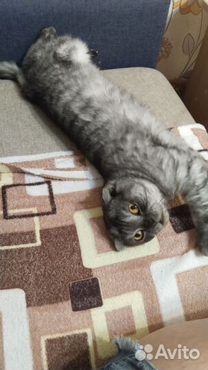 Кошечка на вязку