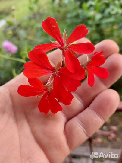 Пеларгония герань разные