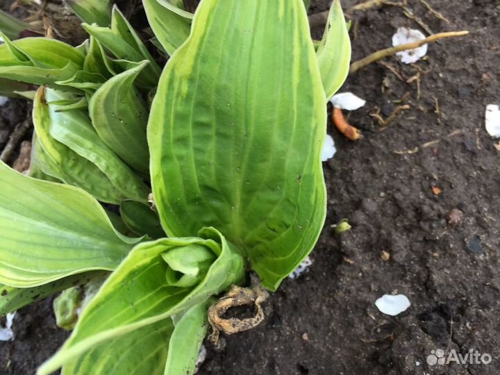 Многолетники