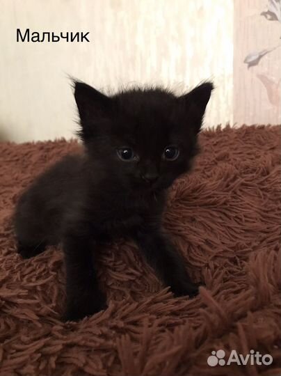 Котята
